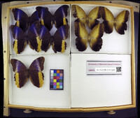 Media resource of Caligo atreus