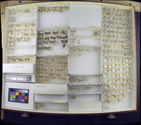 Media resource of Anania funebris