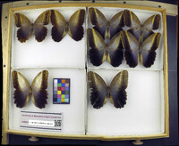 Media resource of Caligo oileus