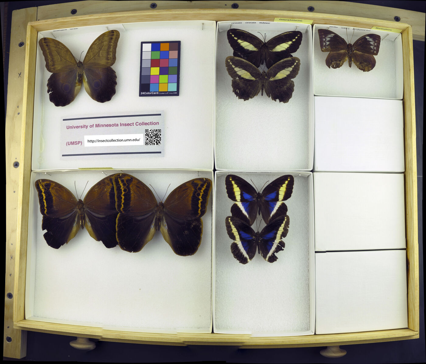 Dasyophthalma creusa creusa image