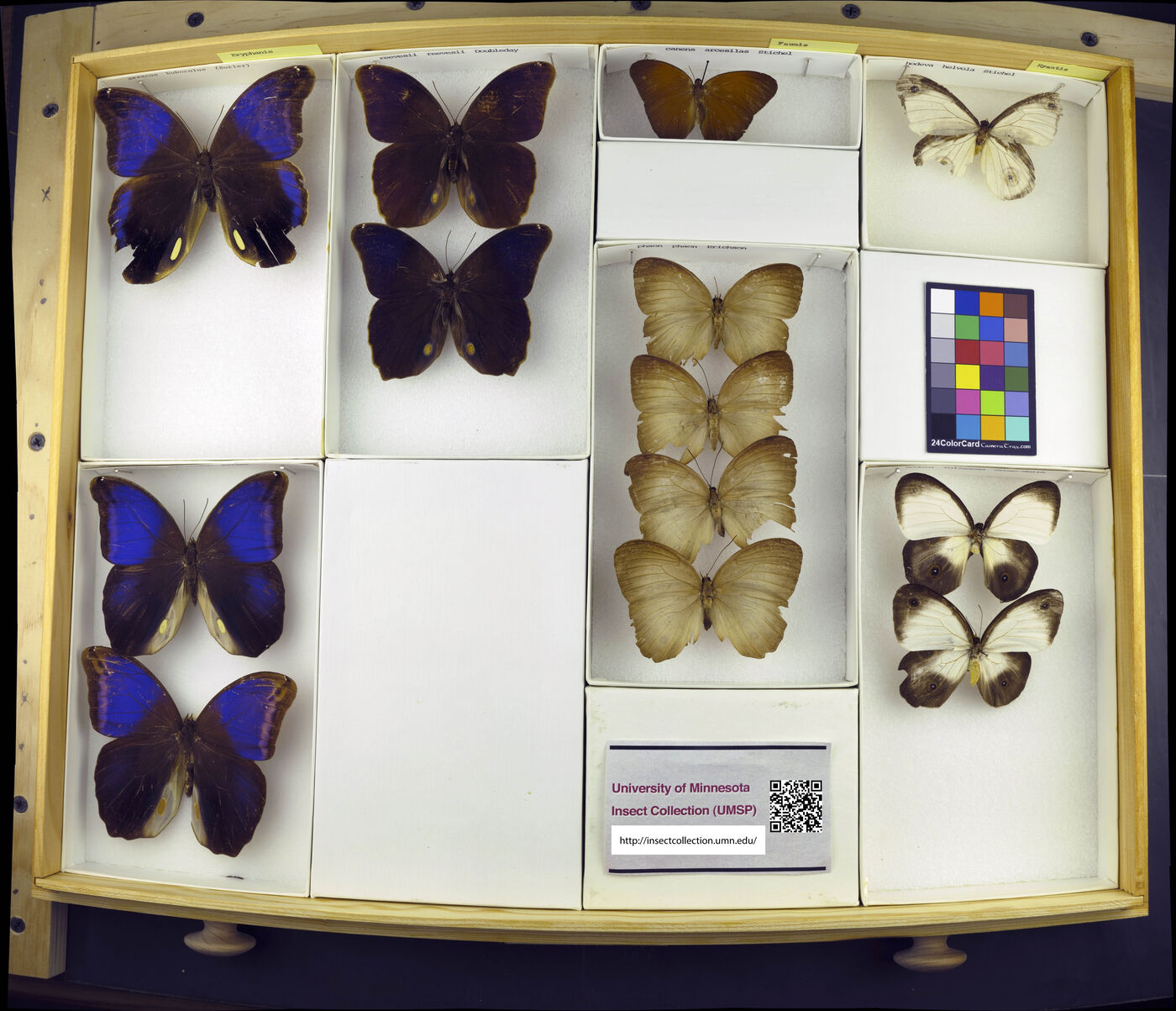 Eryphanis aesacus buboculus image