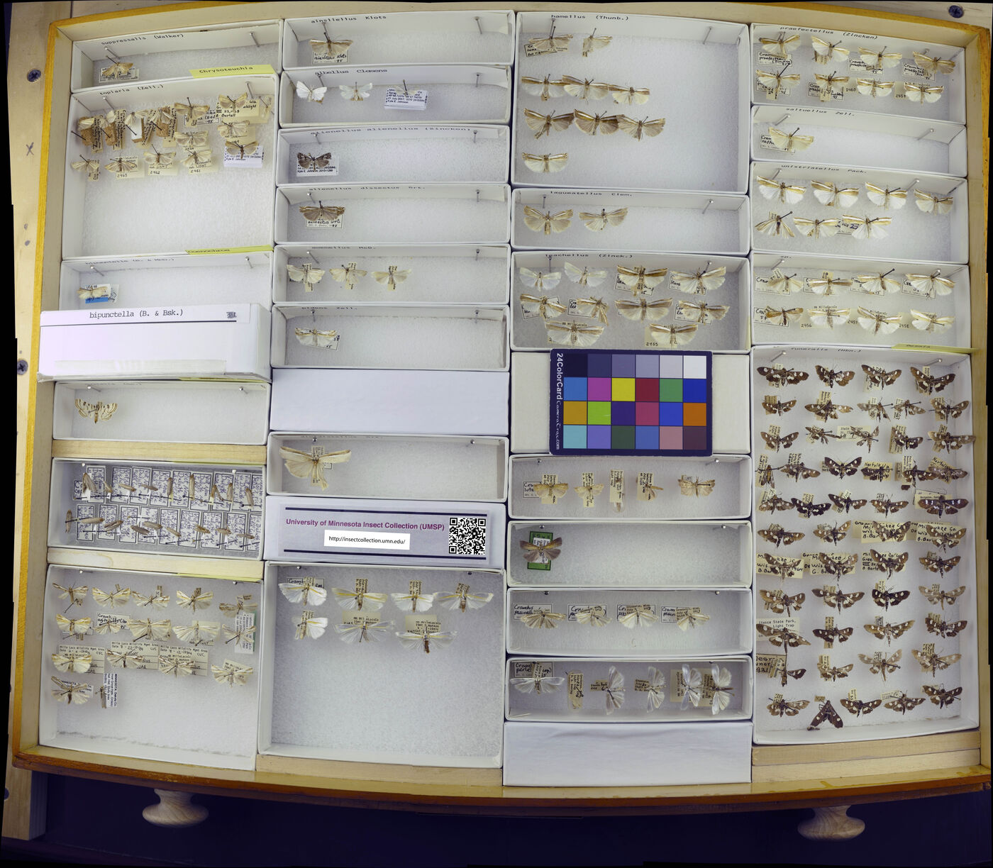 Chrysoteuchia topiarius image