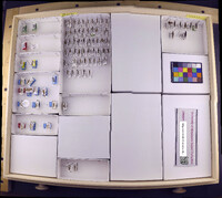 Media resource of Banyallarga mollicula