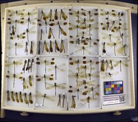 Media resource of Calopteryx aequabilis