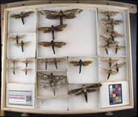 Media resource of Xyleutes crassus