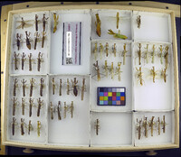 Media resource of Stagmomantis theophila