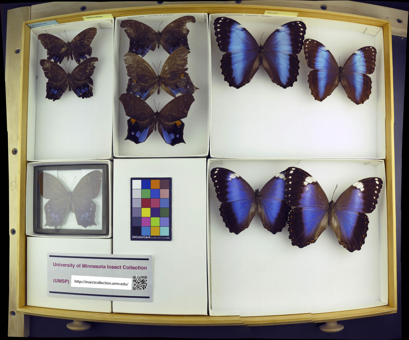Morpho achillaena image