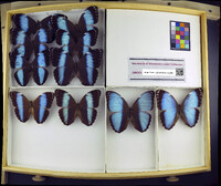 Media resource of Morpho achilles