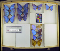 Media resource of Morpho adonis