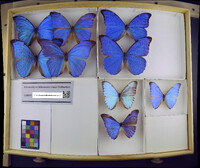 Media resource of Morpho amathonte