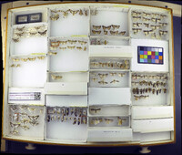 Media resource of Diastictis fracturalis