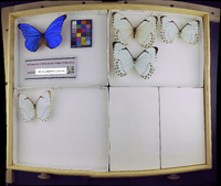 Media resource of Morpho epistrophus