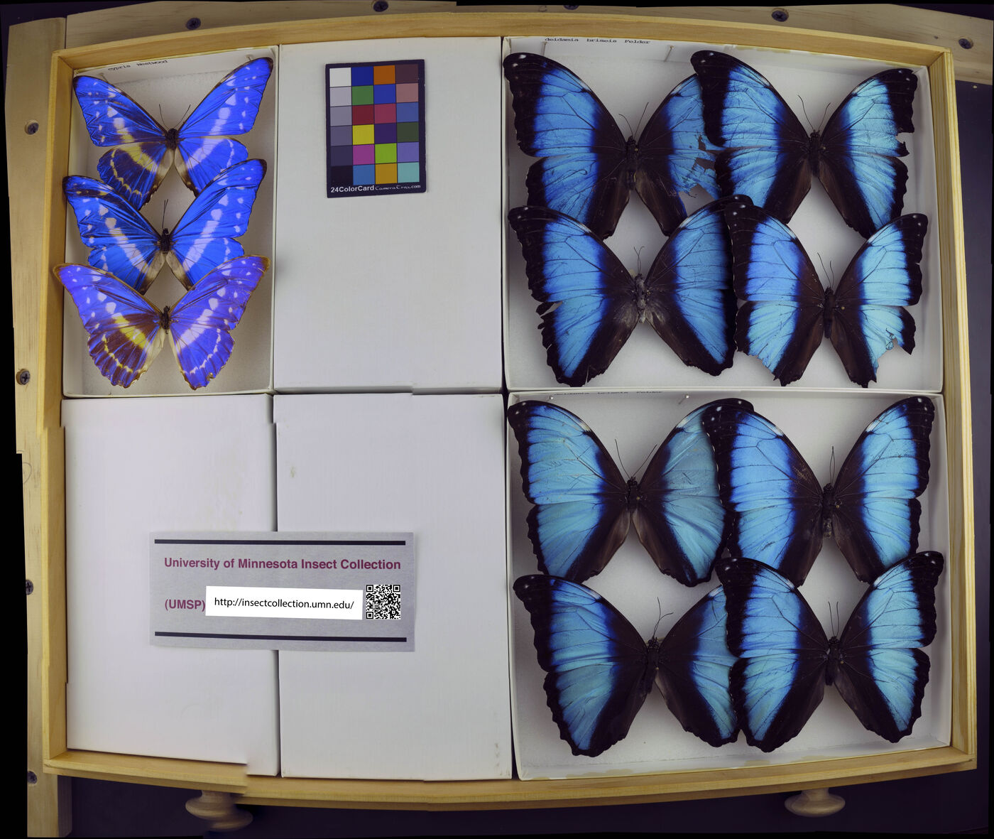 Morpho cypris image