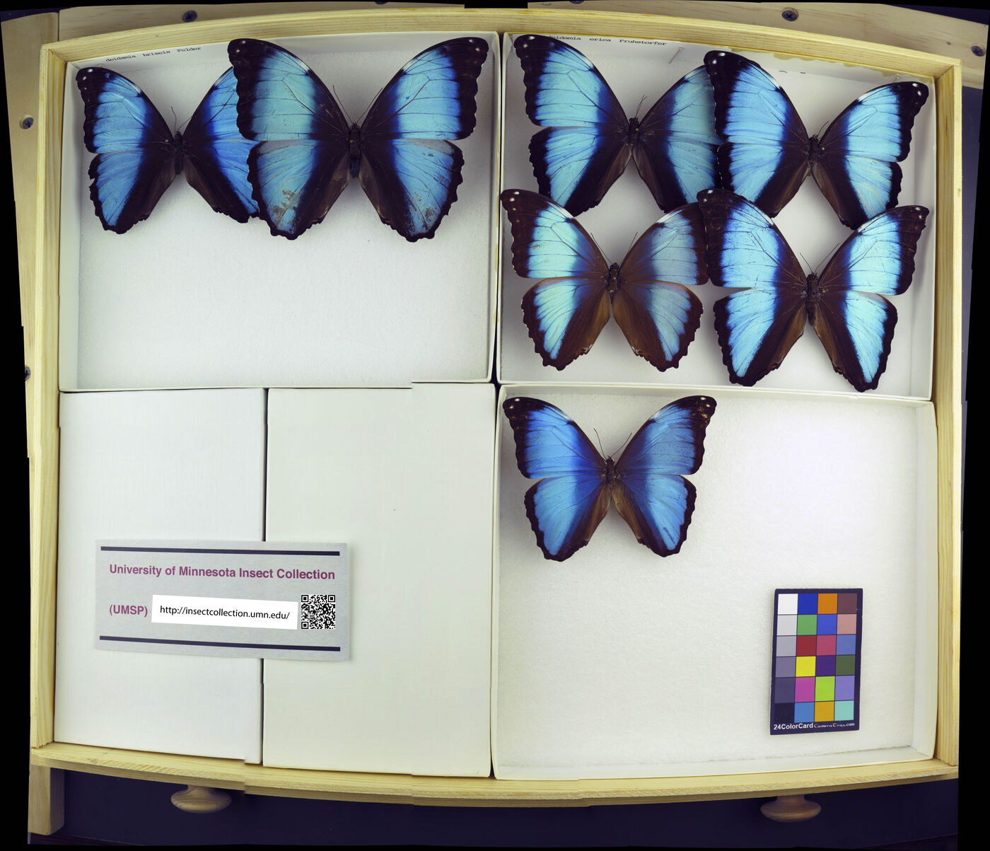 Morpho deidamia erica image