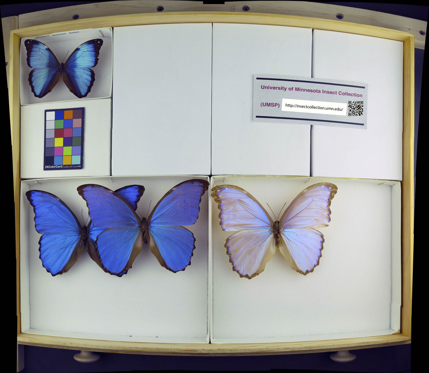 Morpho didius image