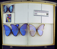 Media resource of Morpho didius