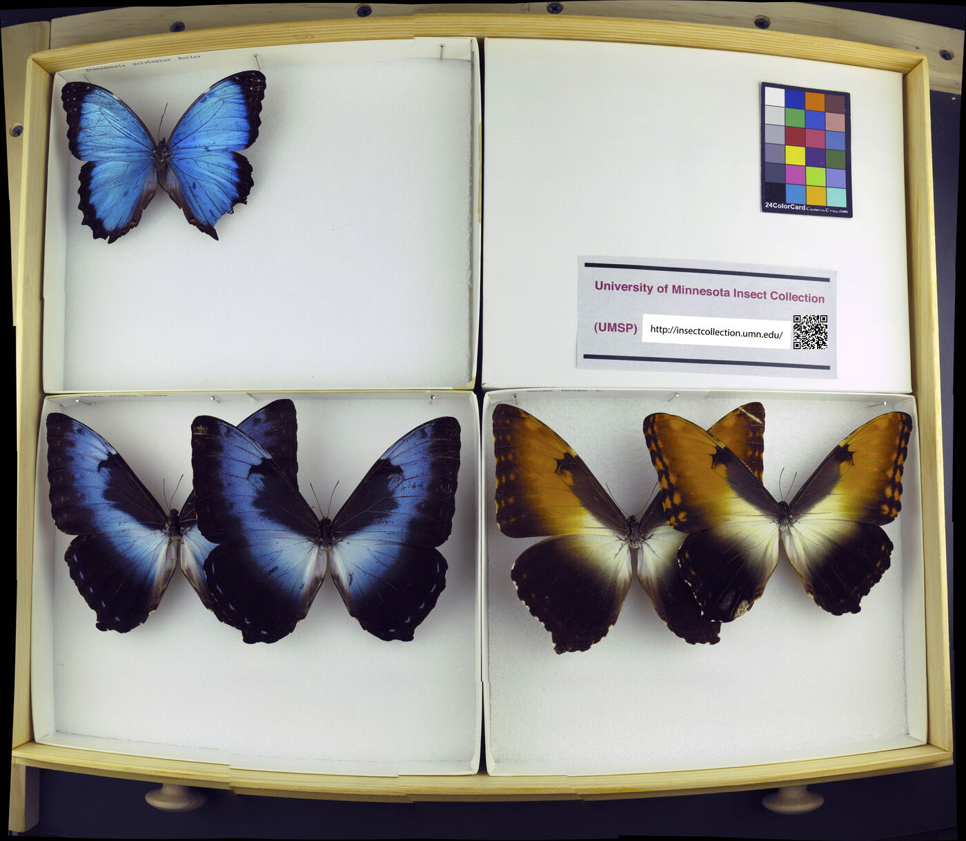 Morpho hecuba image