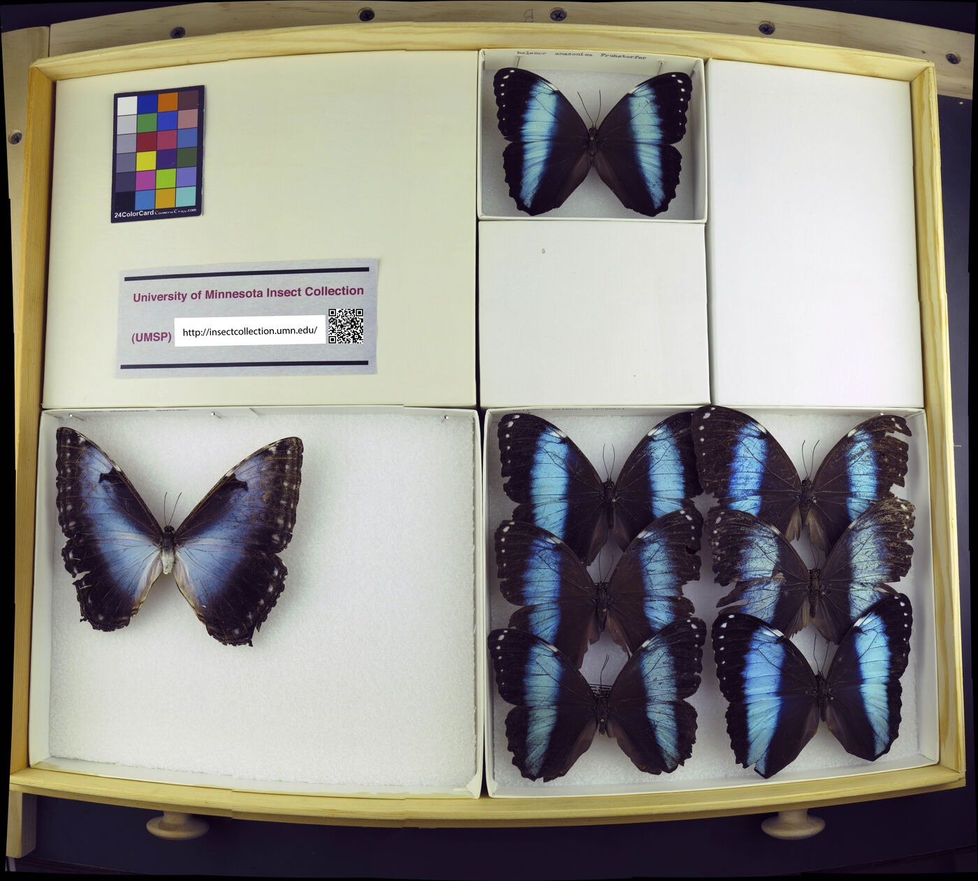 Morpho helenor image