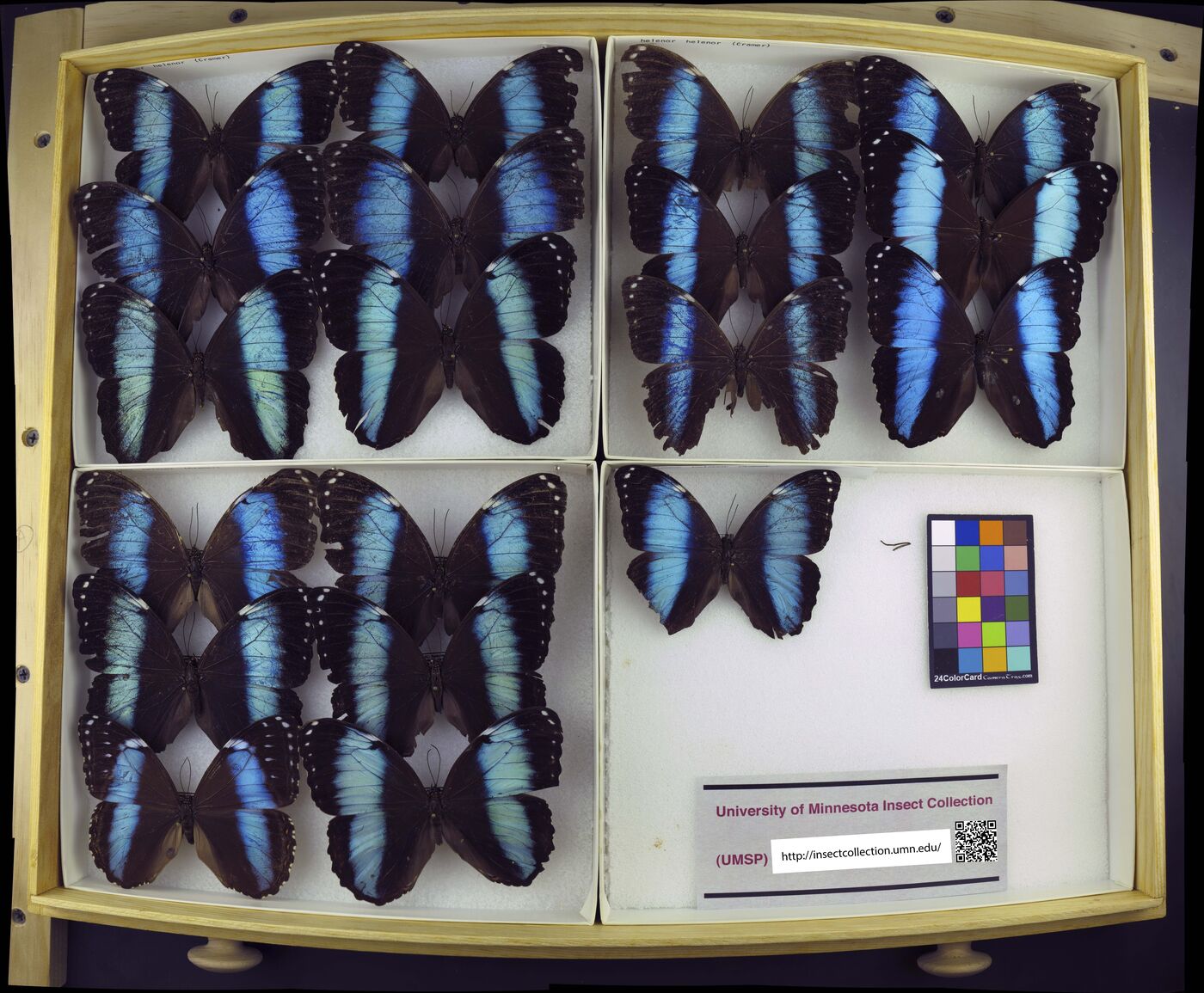 Morpho helenor helenor image