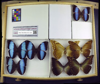 Morpho helenor image