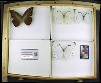 Media resource of Morpho hercules