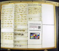 Media resource of Evergestis pallidata