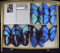 Morpho menelaus image