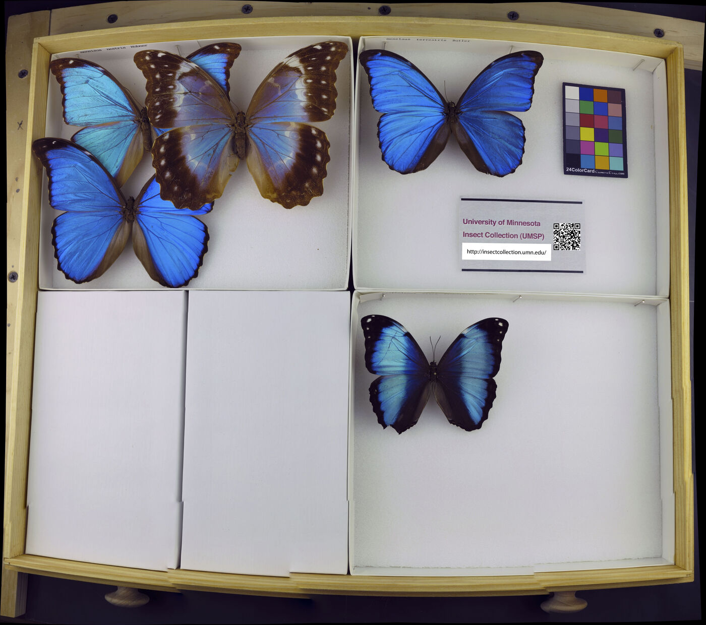 Morpho menelaus nestira image