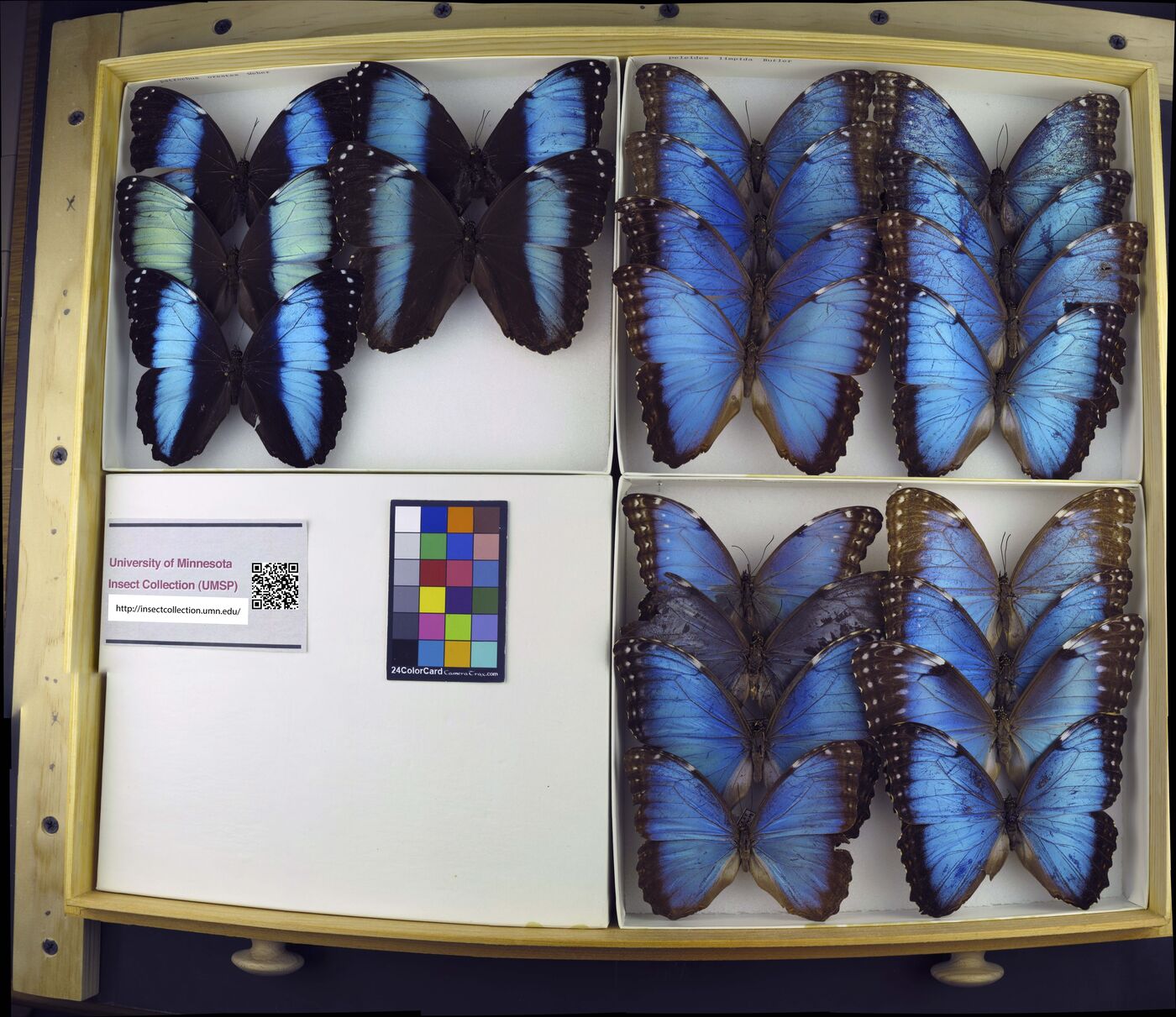 Morpho peleides image