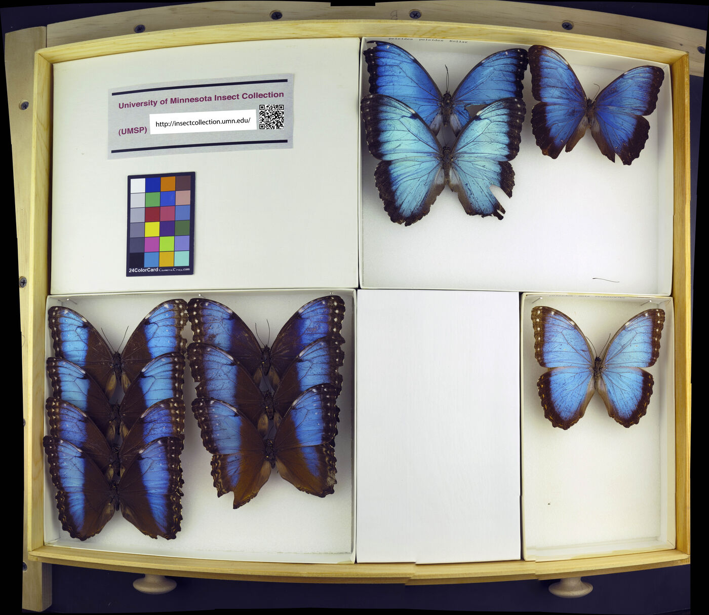 Morpho peleides peleides image