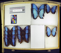 Morpho peleides image
