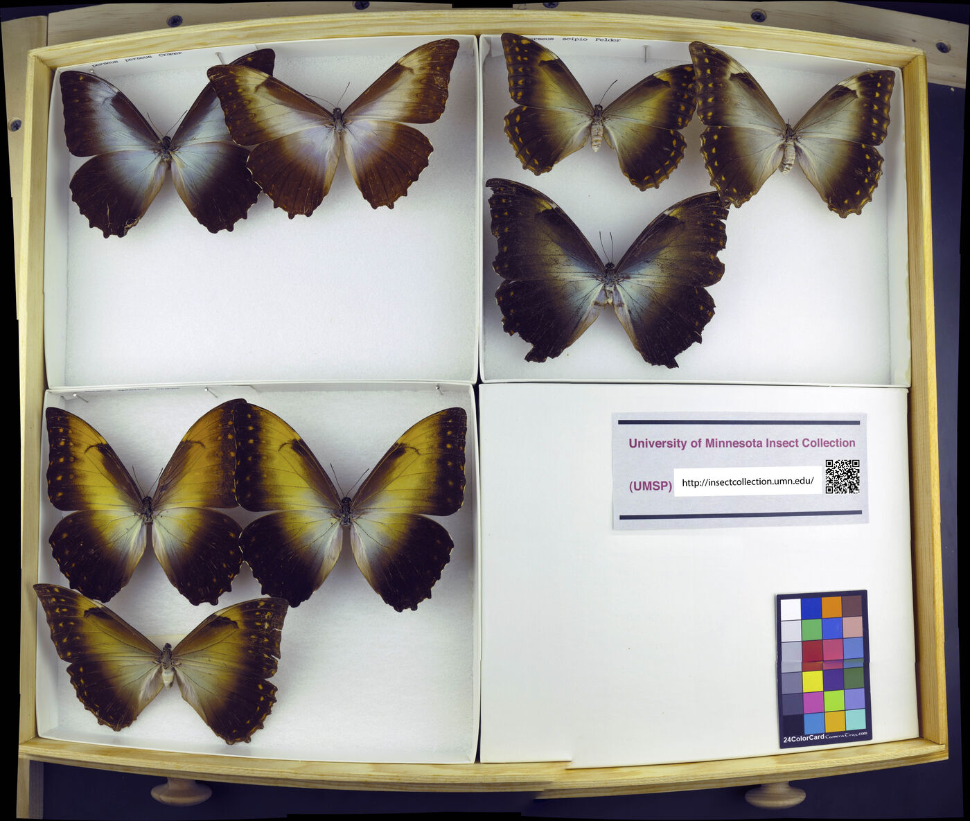 Morpho perseus perseus image