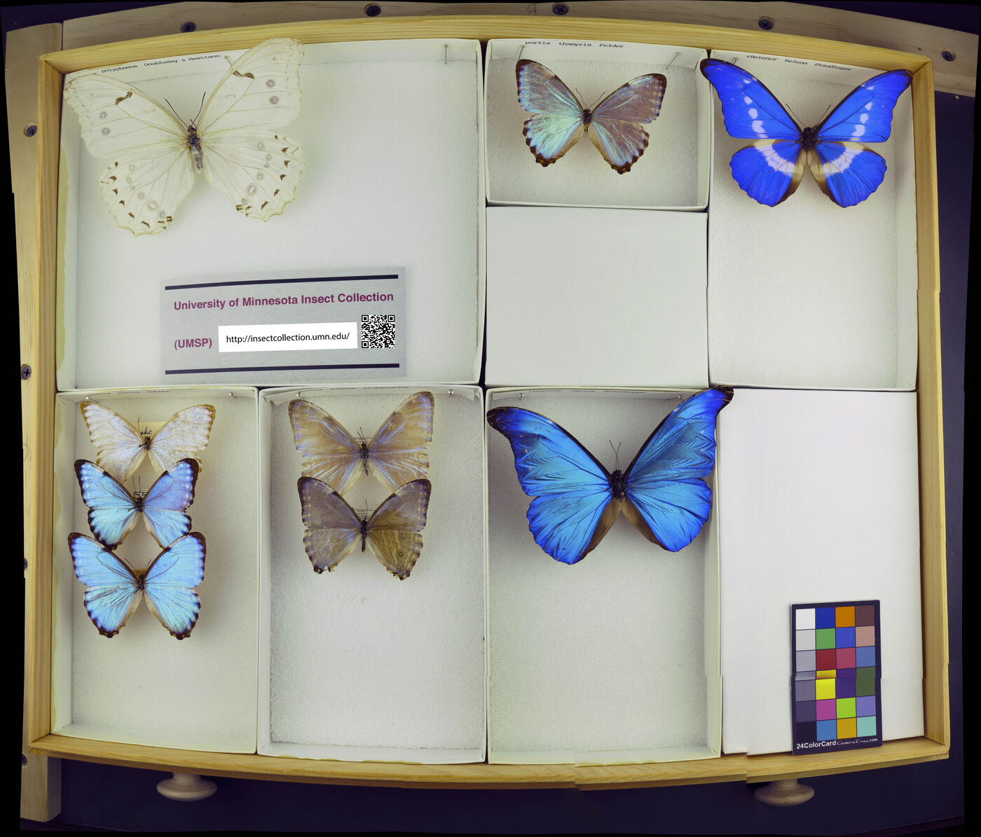 Morpho polyphemus image