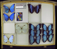 Media resource of Morpho rhetenor