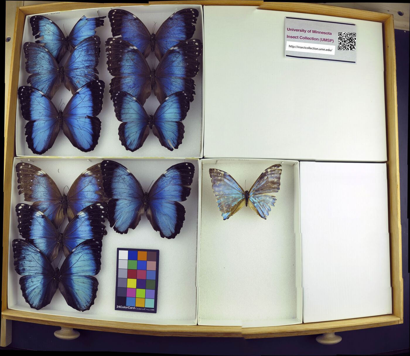 Morpho zephyritis image