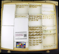 Media resource of Fissicrambus mutabilis