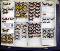 Media resource of Acraea acerata