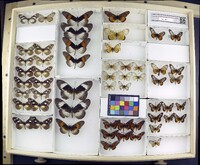 Media resource of Acraea lycoa