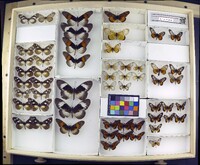 Acraea lycoa image