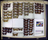 Media resource of Actinote alcione