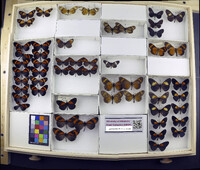 Media resource of Acraea momina