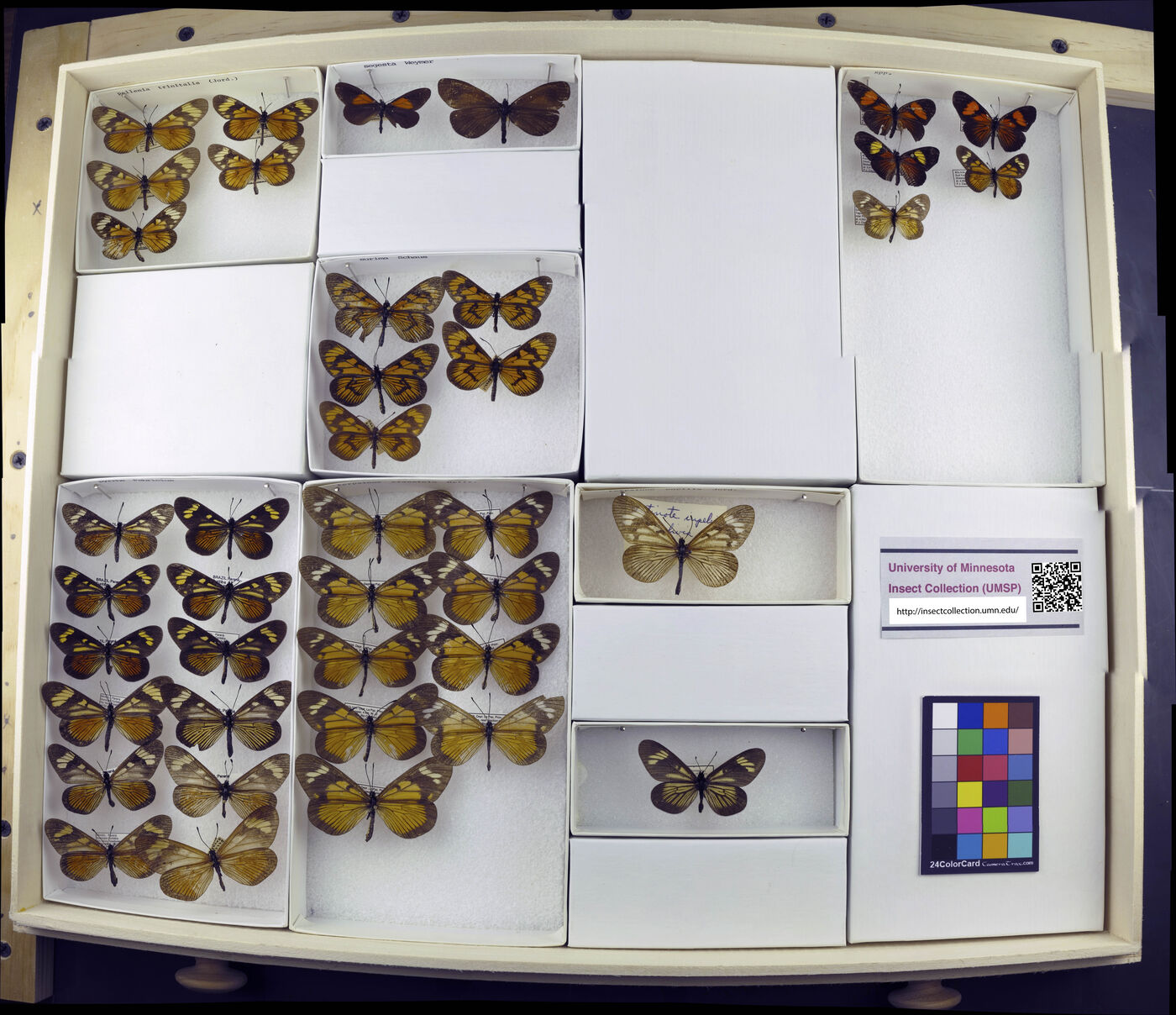 Acraea segesta image