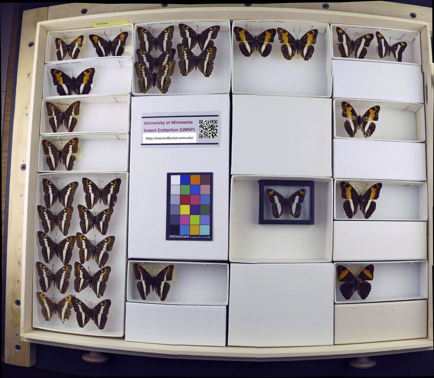 Limenitis phylaca aethalia image