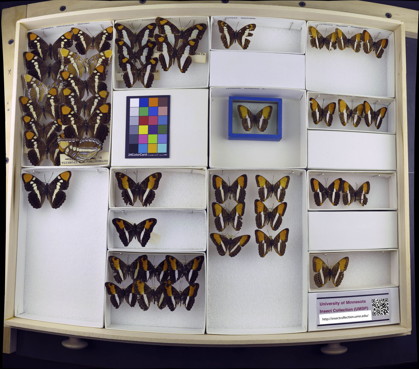 Limenitis corcyra image