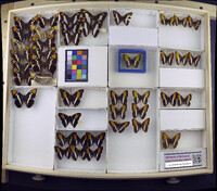 Media resource of Limenitis corcyra