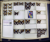 Media resource of Limenitis falcipennis