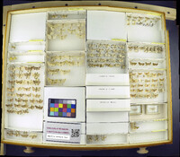 Media resource of Herpetogramma licarsisalis