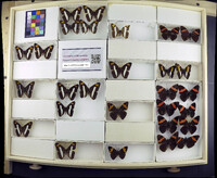 Media resource of Limenitis isis