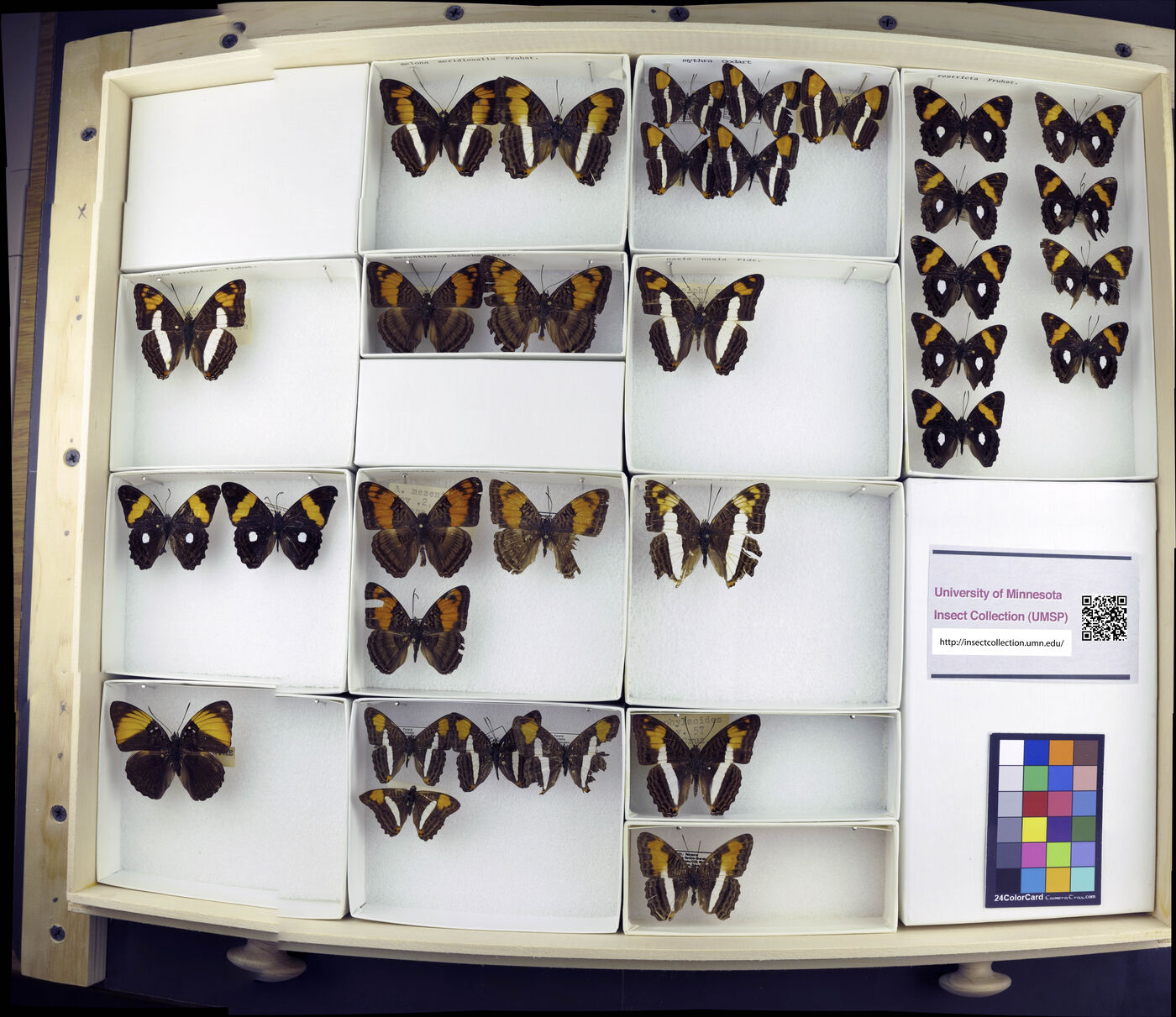 Limenitis mythra image