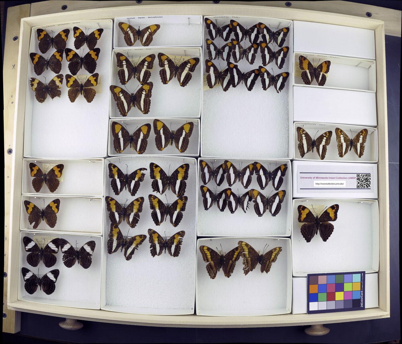 Limenitis thessalia image